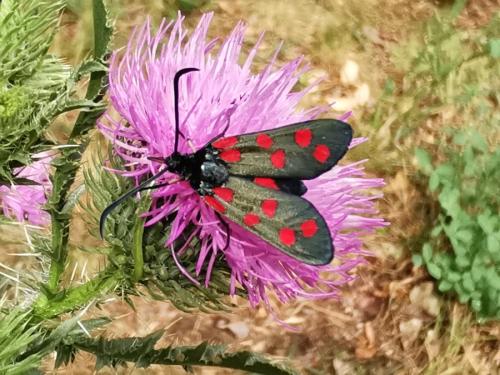 Réf. 323 177 : Zygaena filipendulae